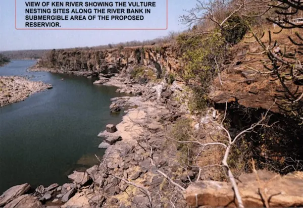 Ken Betwa - vulture